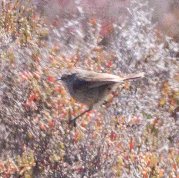 Image of Slender-billed Thornbill