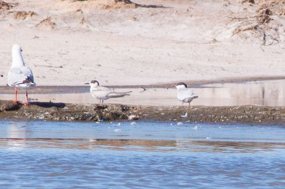 Image of Whiskered Tern