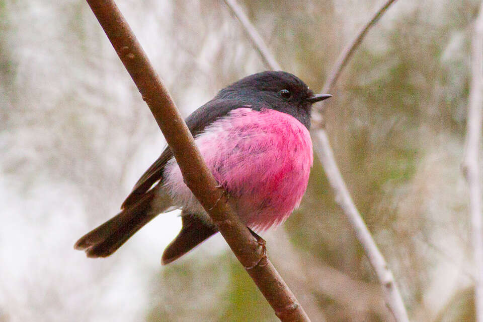 Image of Pink Robin