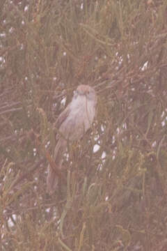 Image of Eyrean Grasswren