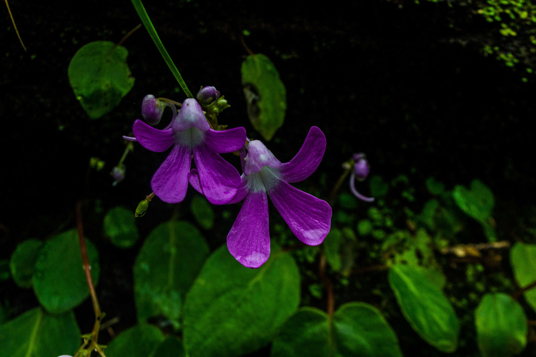 Impatiens acaulis Arn. resmi