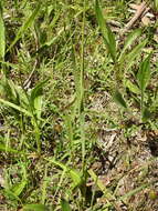 Image of white-and-yellow-flower cornlily