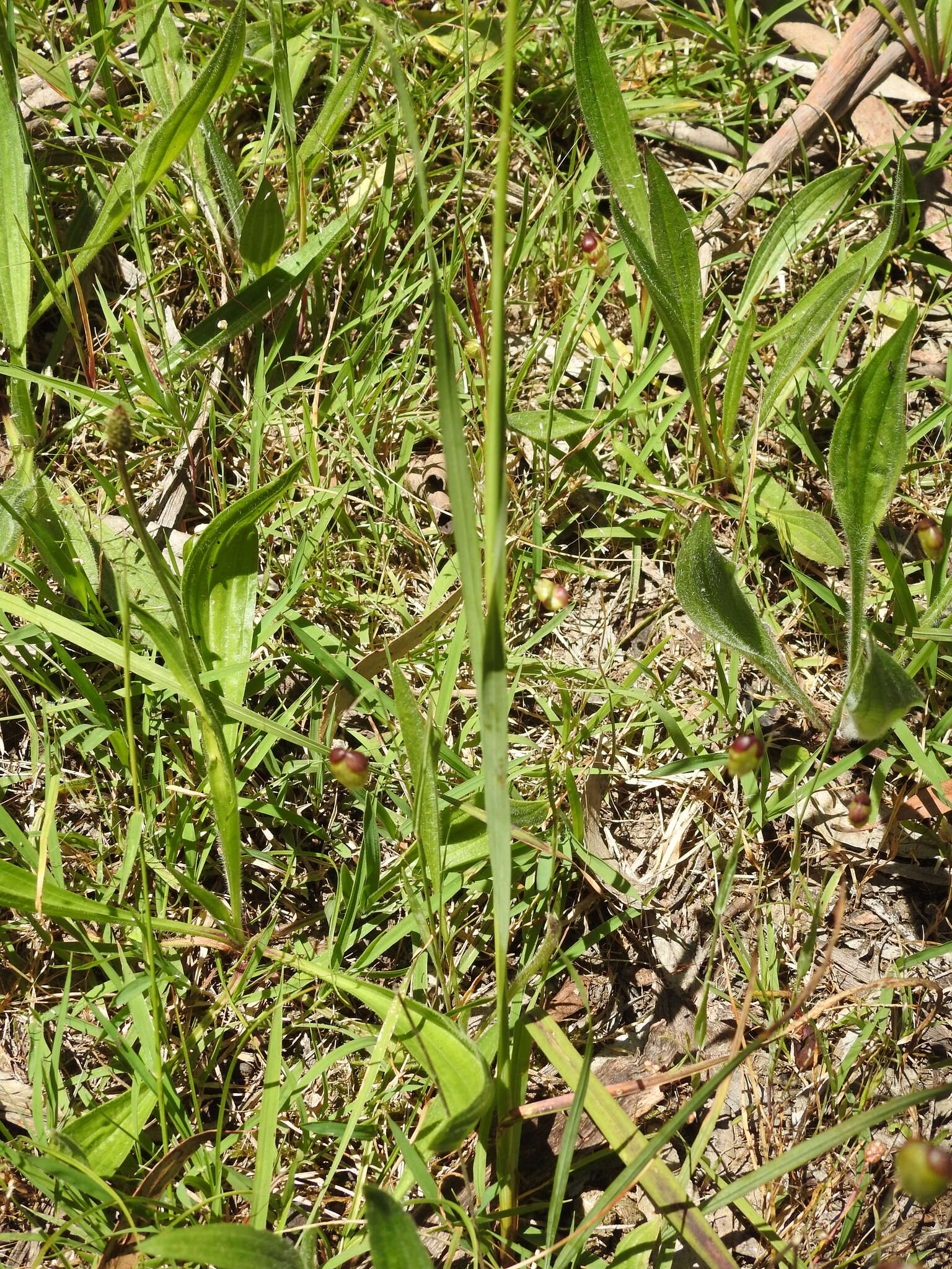 Image of white-and-yellow-flower cornlily