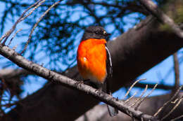 Image of Flame Robin