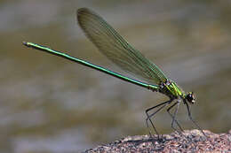 Image of Appalachian Jewelwing