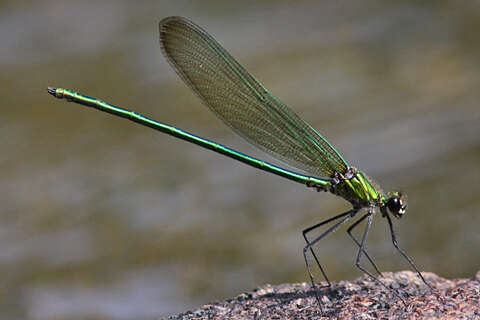 Image of Appalachian Jewelwing