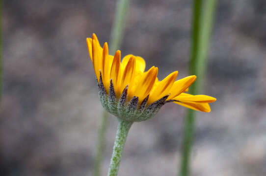 Image of Euryops othonnoides (DC.) B. Nordenst.