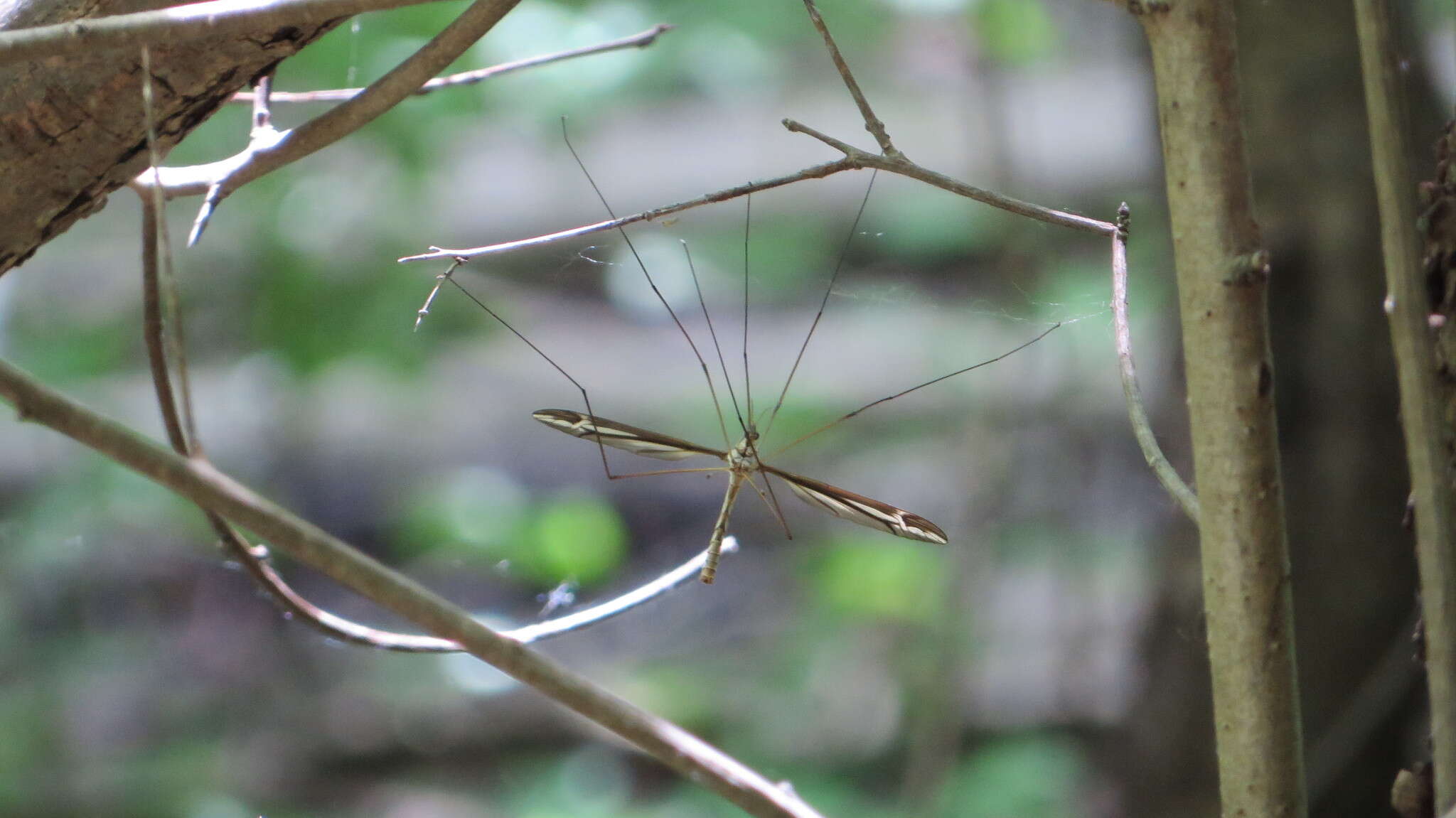 Image of Tipula (Yamatotipula) caloptera Loew 1863