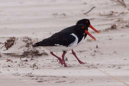 Image of Australian Pied Oystercatcher