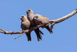 Image of Black-faced Woodswallow