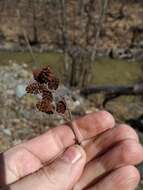 Imagem de Alnus glutinosa subsp. barbata (C. A. Mey.) Yalt.