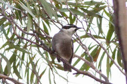 Image of Strong-billed Honeyeater