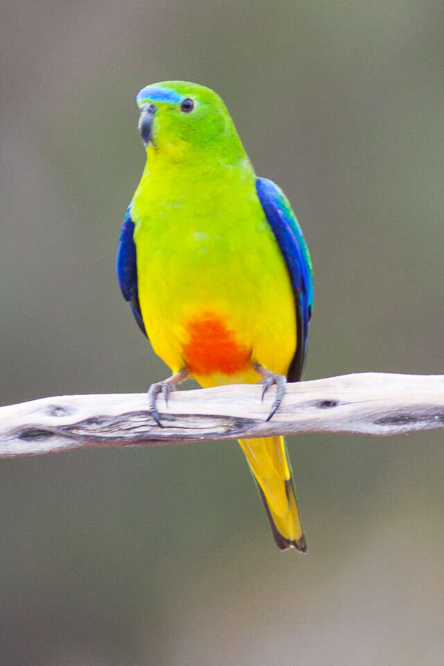 Image of Orange-bellied Parakeet