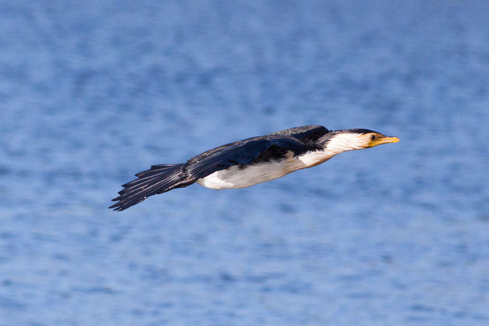 Image of Little Pied Cormorant