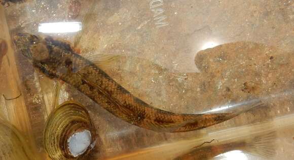 Image of Gilt Darter