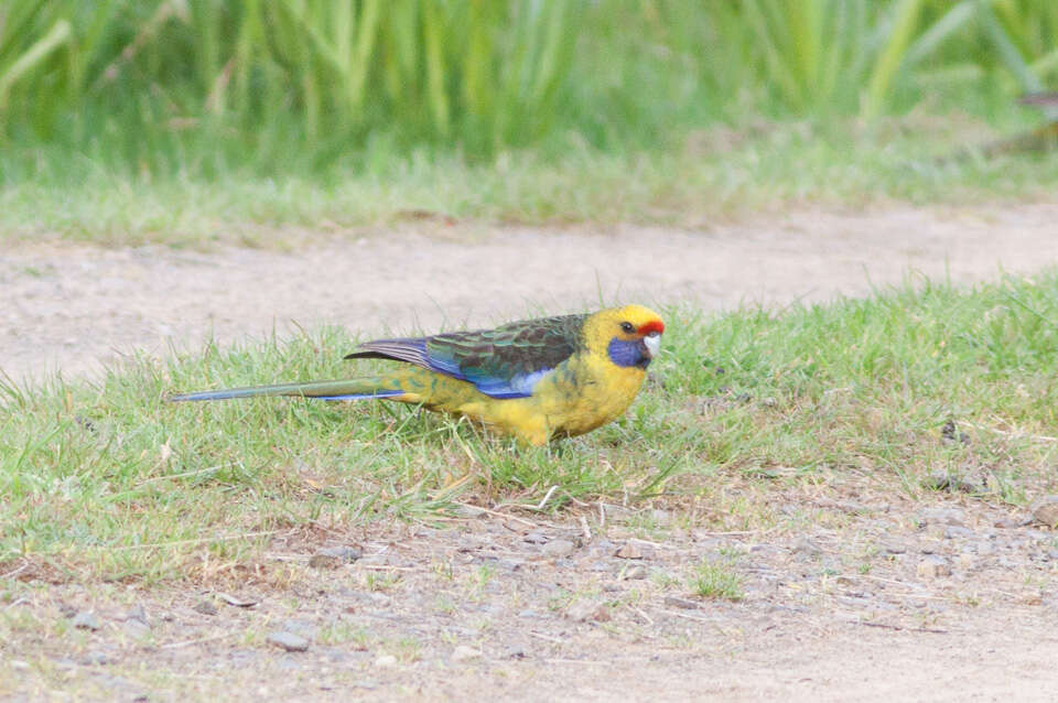 Image de Perruche à ventre jaune