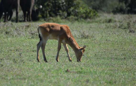 Image of Hartebeest