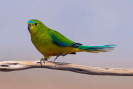 Image of Orange-bellied Parakeet