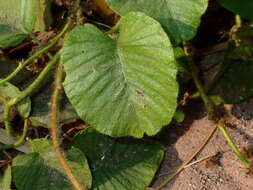 Plancia ëd Argyreia capitiformis (Poir.) van Ooststroom