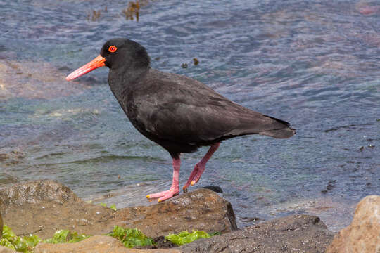 Imagem de Haematopus fuliginosus Gould 1845