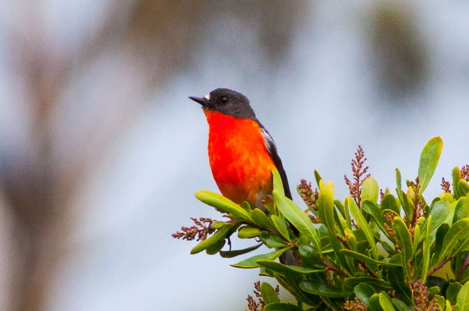 Image of Flame Robin