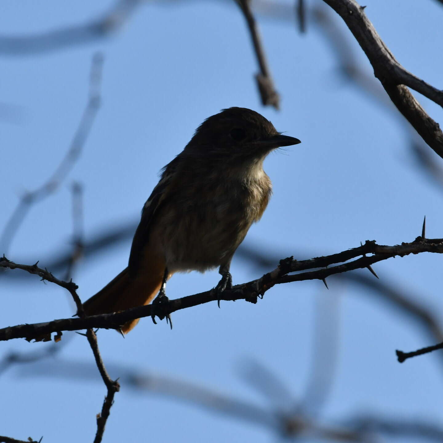 Image of White-winged Black Tyrant