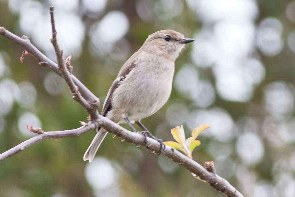 Image of Dusky Robin