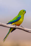 Image of Orange-bellied Parakeet