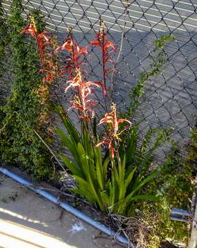 Image of Chasmanthe bicolor (Gasp.) N. E. Br.