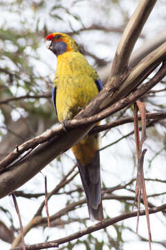 Image de Perruche à ventre jaune