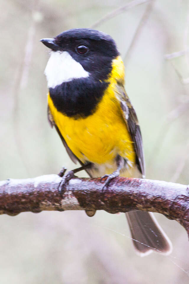 Image of Australian Golden Whistler