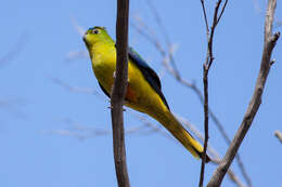 Image of Orange-bellied Parakeet