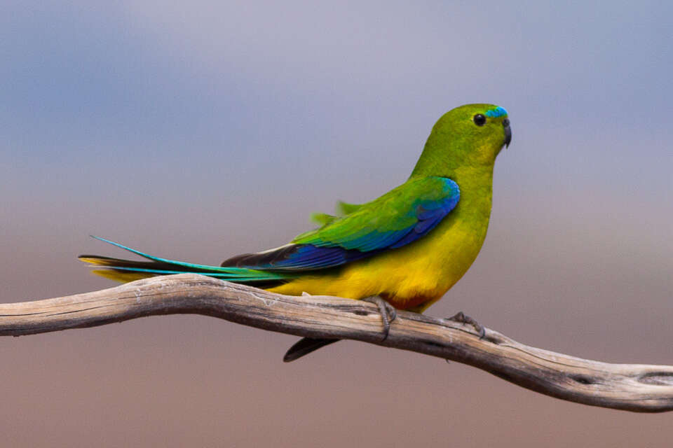 Image of Orange-bellied Parakeet