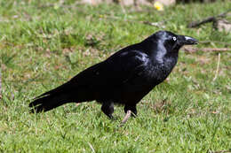 Image of Forest Raven