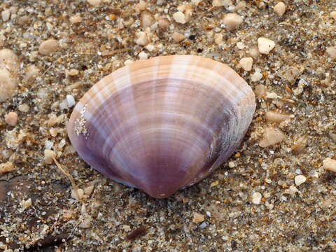 Image of rayed trough clam