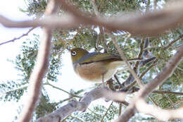 Image of Silvereye