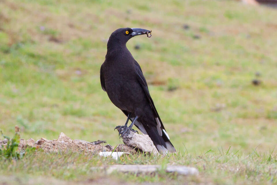 Image of Black Currawong