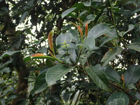 Image of Staphylea formosana (Nakai) Byng & Christenh.