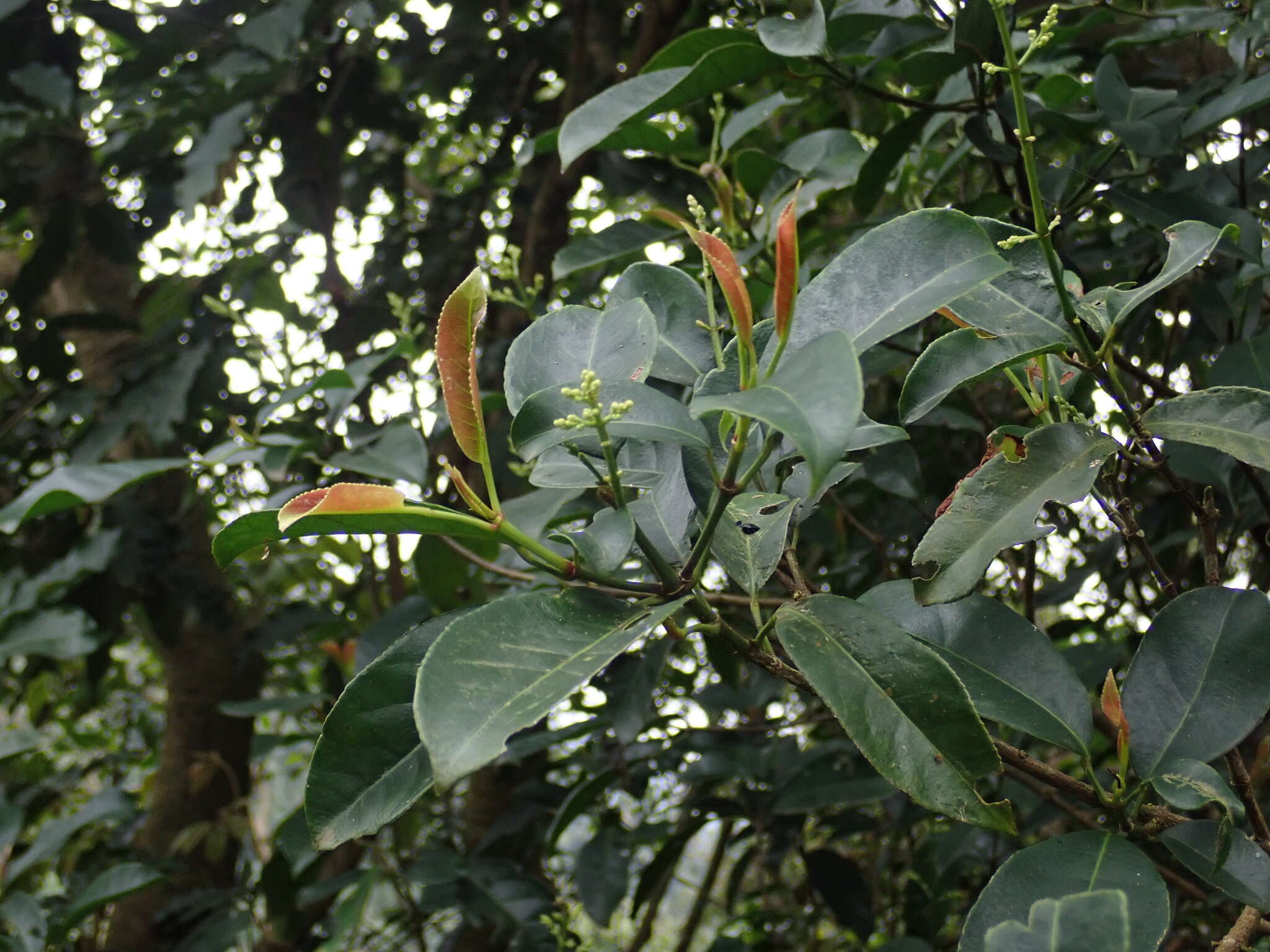 Imagem de Staphylea formosana (Nakai) Byng & Christenh.