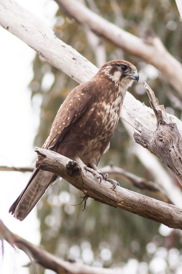 Image of Brown Falcon