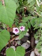 Image of whitestar morning-glory