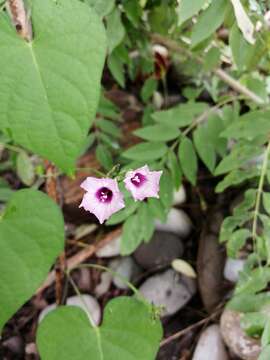 Sivun Ipomoea leucantha Jacq. kuva