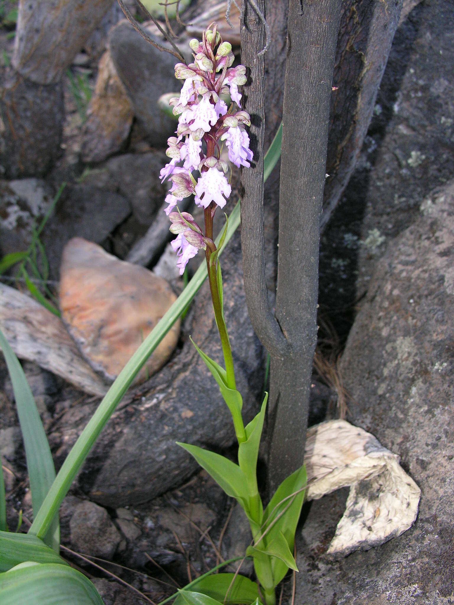 Image of Himantoglossum metlesicsianum (W. P. Teschner) P. Delforge