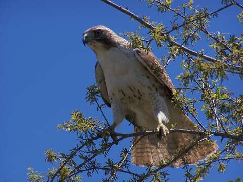 Image of Red-tailed Hawk