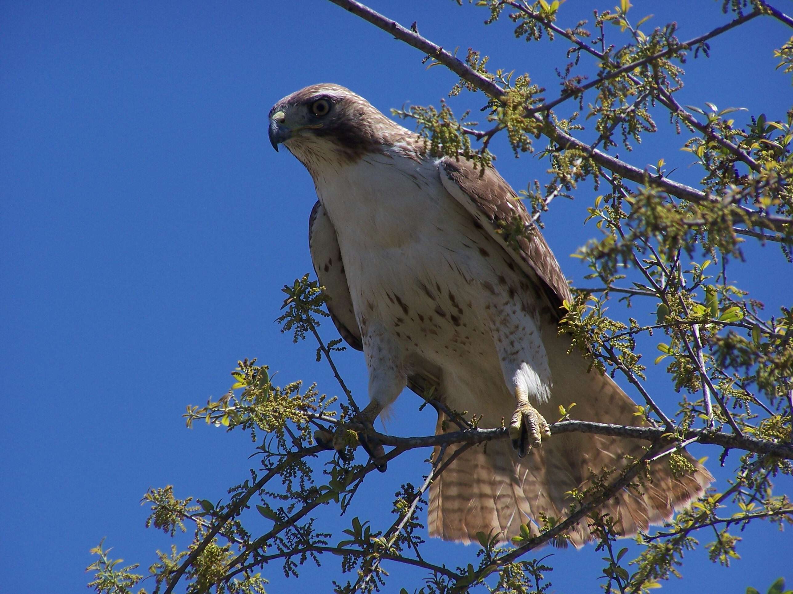 Image of Red-tailed Hawk