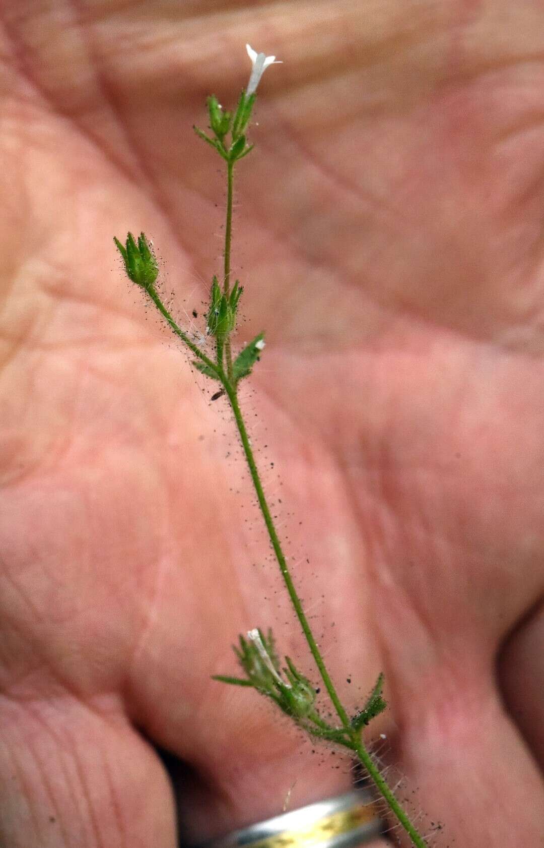 Plancia ëd Allophyllum integrifolium (A. Brand) A. D. & V. E. Grant