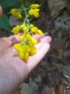 Image of ashleaf goldenbanner