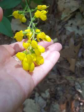 Image of ashleaf goldenbanner