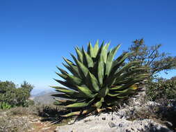 Image of Agave scaposa Gentry