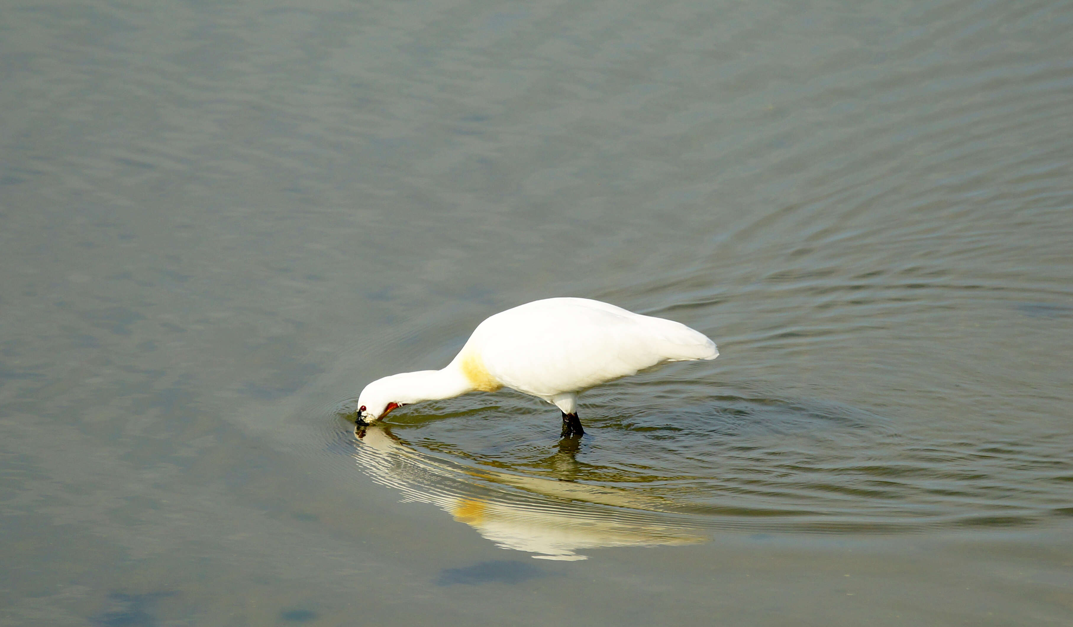 Image of spoonbill, eurasian spoonbill